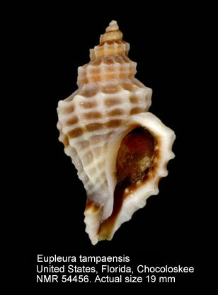 Eupleura tampaensis.jpg - Eupleura tampaensis (Conrad,1846)
